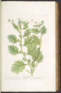 Tafel 111, aus 