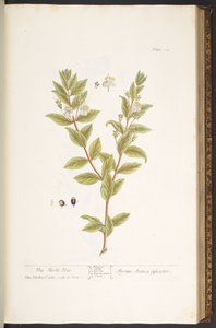 Tafel 114, aus 