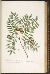 Tafel 174, aus 