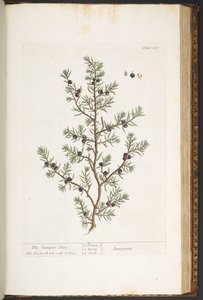 Tafel 187, Der Wacholderbaum, aus 