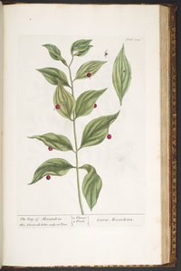 Tafel 194, aus 