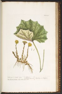 Tafel 204, aus 