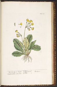 Tafel 226, aus 