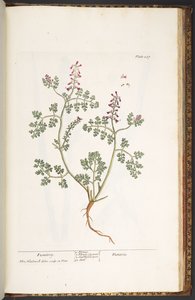 Tafel 237, Erdrauch, aus 