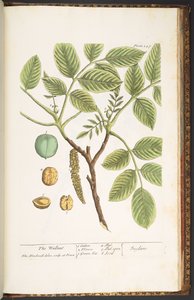 Tafel 247, Die Walnuss, aus 