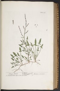 Tafel 307, aus 