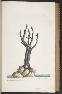 Tafel 344, aus 