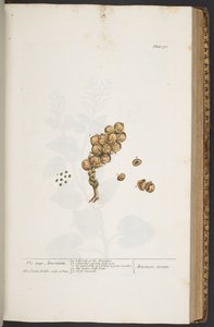 Tafel 371, aus 