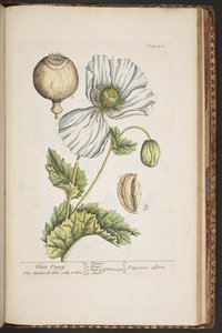 Tafel 483, aus 