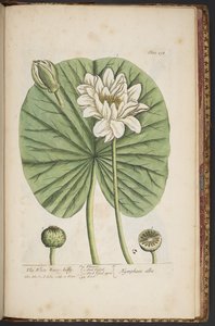 Tafel 497, aus 
