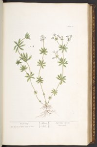 Tafel 60, Waldmeister, aus 