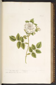 Tafel 73, aus 