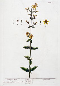 Johanniskraut, 1782