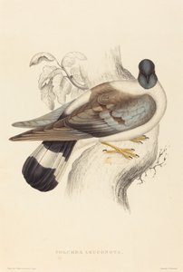 Schneetaube von Elizabeth Gould