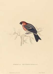 Pyrrhula Erythrocephala (Rotkopf-Gimpel)