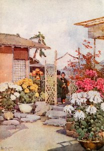 Chrysanthemen, Kyoto