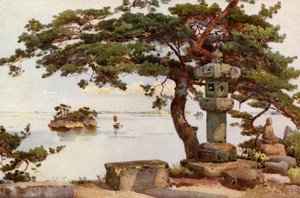 Kiefer in Matsushima