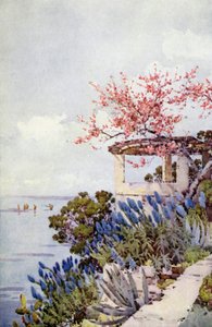 Stolz von Madeira und Pfirsichblüte