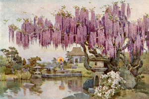 Die alte Wisteria