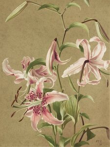 Japanische Lilie von Ellen Thayer Fisher