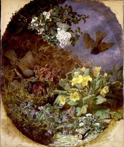 Zaunkönige füttern ihre Jungen in einem Nest (signiert und datiert 1876) von Eloise Harriet Stannard