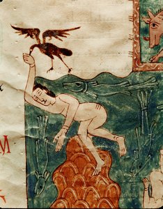 Rabe pickt an einem toten Körper