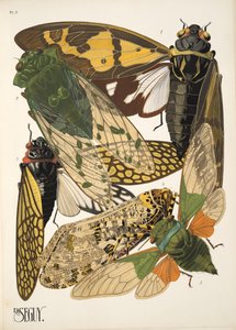Tafel 2 aus Insekten, veröffentlicht in den 1930er Jahren von Émile Allain Séguy
