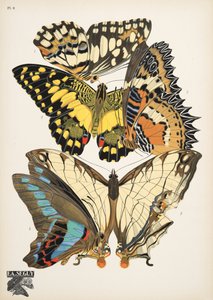 Platte 9, aus Papillons, veröffentlicht 1925