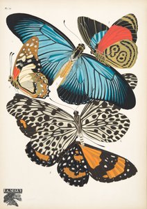 Tafel 11, aus Schmetterlinge, veröffentlicht 1925