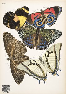 Tafel 12 aus Papillons, veröffentlicht 1925
