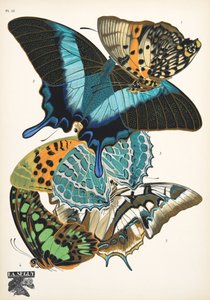 Tafel 13, aus Schmetterlinge, veröffentlicht 1925