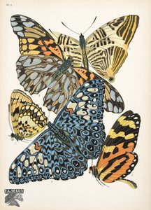 Tafel 3, aus Schmetterlinge, veröffentlicht 1925