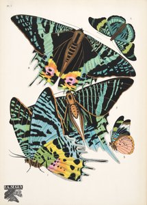 Tafel 7, aus Schmetterlinge, veröffentlicht 1925