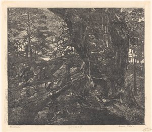 Bäume an einem Dünensaum zwischen Egmond und Bergen