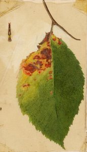 Zerknittertes und verwelktes Blatt, das eine Raupe nachahmt, Studie für das Buch Tarnfarbe im Tierreich