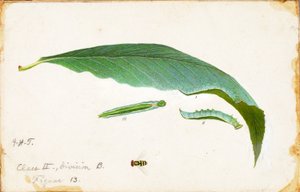 Ungefleckter Buchenblatt-Randraupen, Studie für das Buch "Concealing Coloration in the Animal Kingdom"
