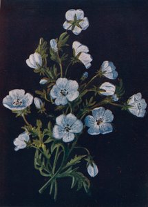 Baby-Blue-Eyes, ca. 1915