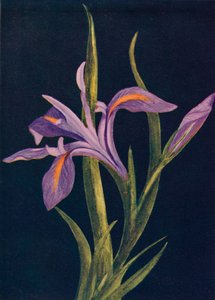 Boden-Iris, um 1915