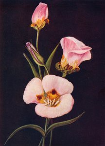 Mariposa-Tulpe, um 1915, 1915