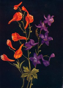 Scharlachroter und blauer Rittersporn, ca. 1915