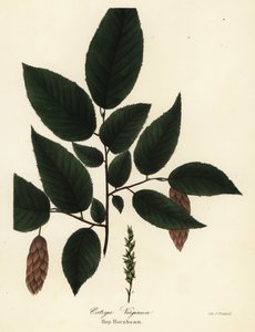 Amerikanische Hopfenbuche, Ostrya virginiana (Hopfenbuche, Ostrya virginica)