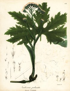 Arktische Huflattich oder Arktische Pestwurz, Petasites frigidus var von Endicott Endicott