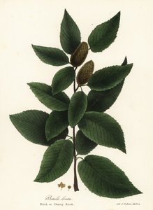 Schwarze Birke oder Kirschbirke, Betula lenta