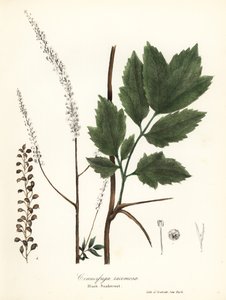 Schwarze Schlangenwurzel, Actaea racemosa (Cimicifuga racemosa) von Endicott Endicott
