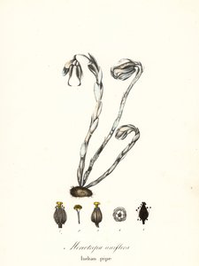Geisterpflanze, Geisterrohr, Indianerpfeife oder Leichenpflanze, Monotropa uniflora von Endicott Endicott
