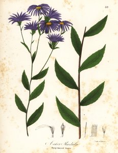 Rauer Aster oder Rauhblatt-Aster, Eurybia radula