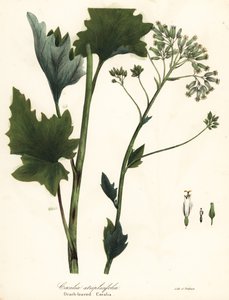 Blasser Indianer-Plantain, Arnoglossum atriplicifolium (Orachblättrige Kakalie, Cacalia atriplicifolia) von Endicott Endicott
