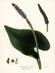 Hechtkraut, Pontederia cordata von Endicott Endicott