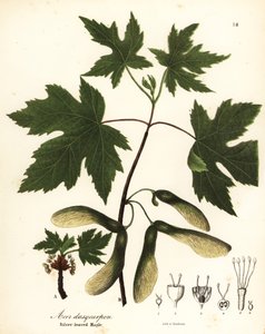 Silberahorn, Acer saccharinum von Endicott Endicott