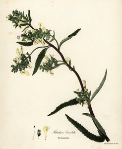 Hohe Läusekraut, Pedicularis lanceolata von Endicott Endicott